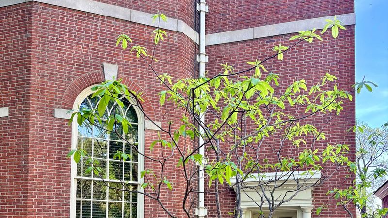 Franklinia tree behind Congress Hall